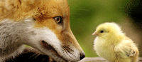 Fox and hen